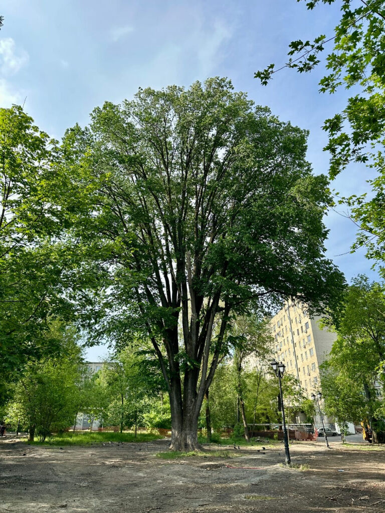 Сквер им. Оганова в Ростове-на-Дону благоустроят к середине осени - фото 2