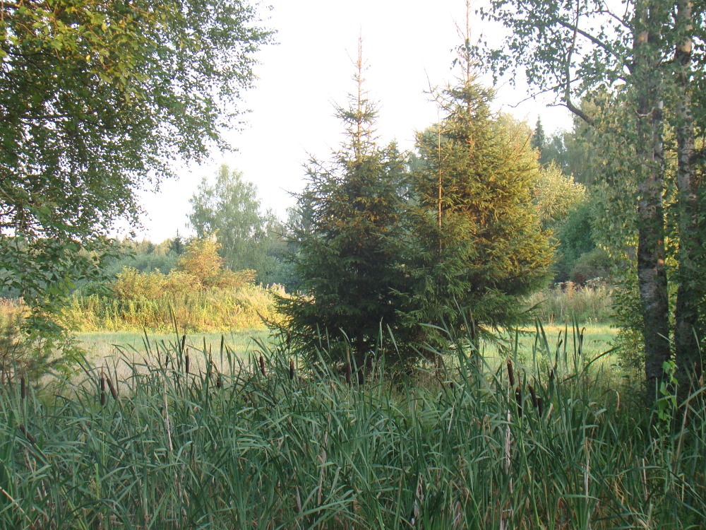 400 тысяч гектаров леса намерена вовлечь в оборот Нижегородская область  